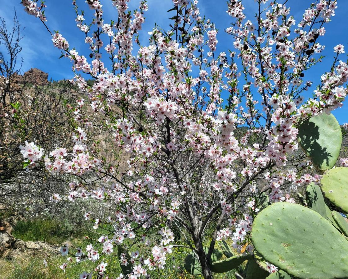 Casa Rural Los Pinares El Juncal De Tejeda Kültér fotó