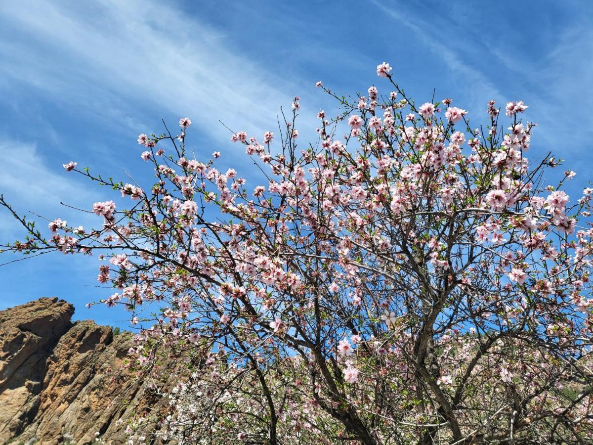 Casa Rural Los Pinares El Juncal De Tejeda Kültér fotó